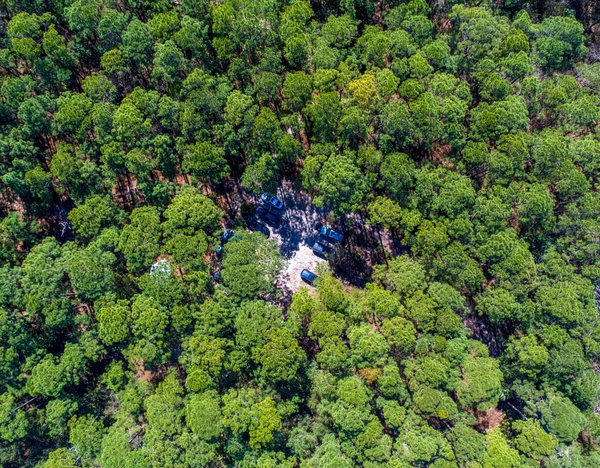 Quelles sont les meilleures excursions maritimes pour observer les dauphins en Mer Méditerranée?